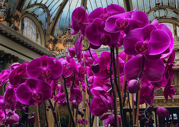 Purple Flowers