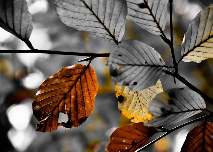 Leafs