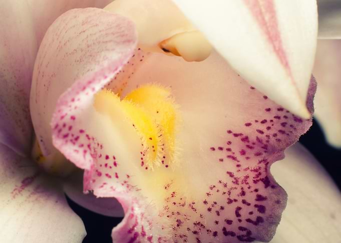 Closeup of Orchid Floral