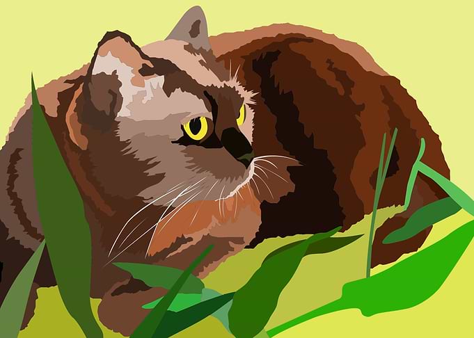 Choco the cat