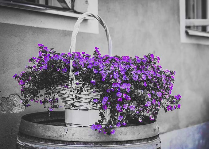 Purple flowers