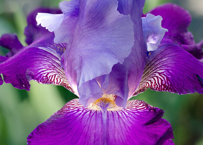 Glowing Japanese Iris
