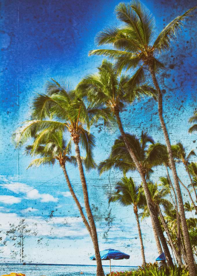 Aesthetic Palms