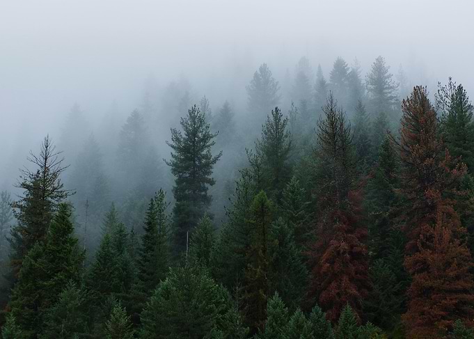 Tees in Fog