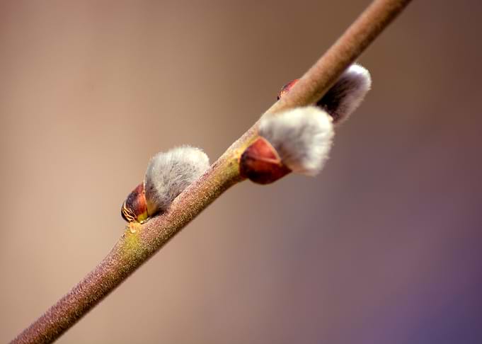 pussy Willow
