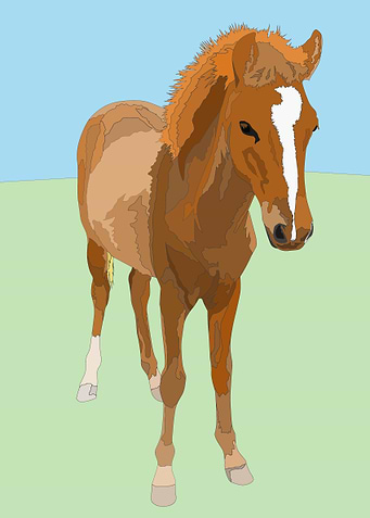 A young horse