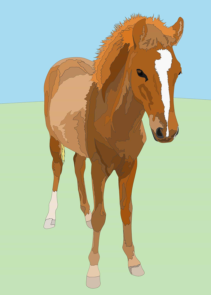 A young horse