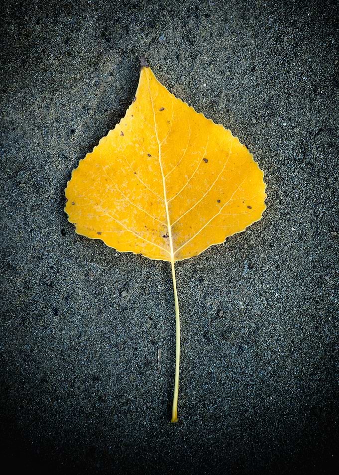 Yellow leaf
