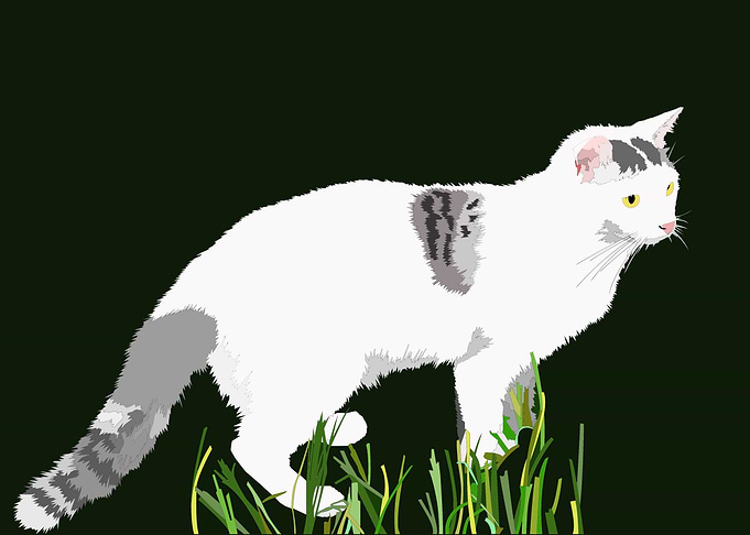 Lovely cat