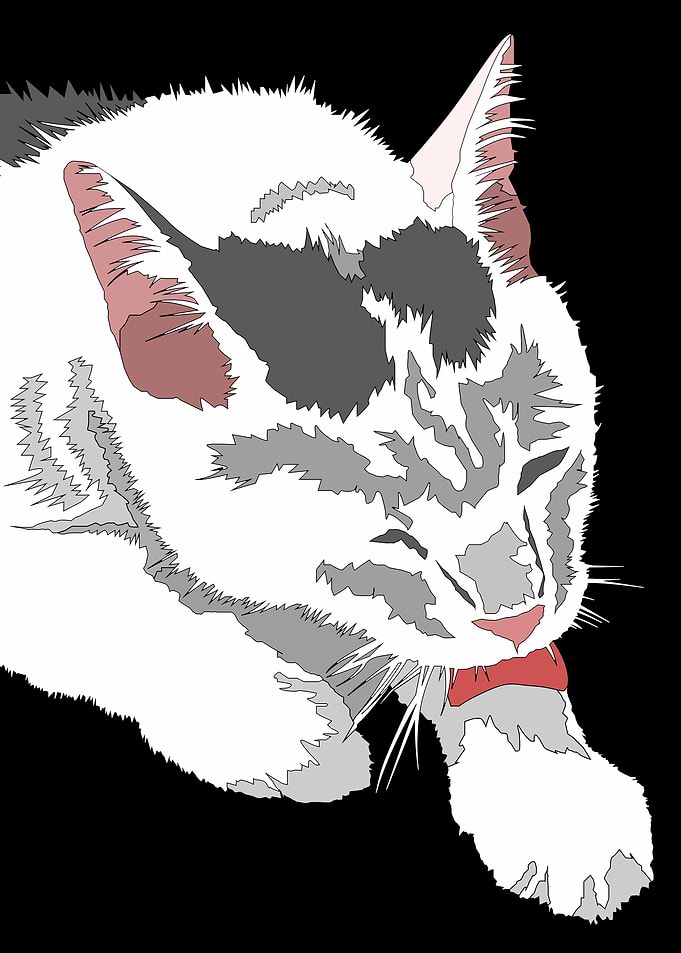 Armino funny cat