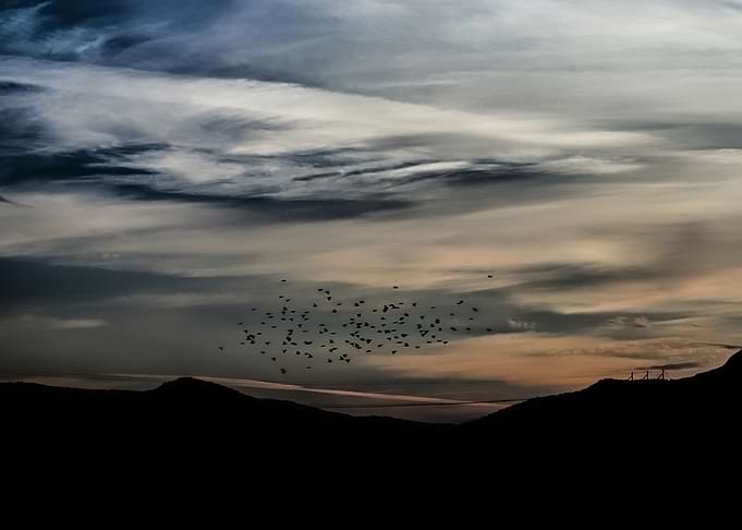 Flock