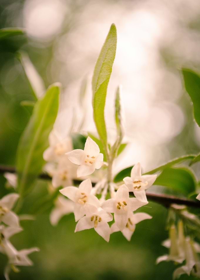 Floral Tranquility Flora