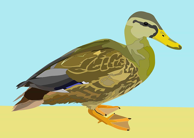 A duck