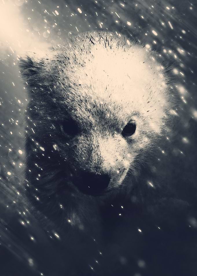 Little Bear