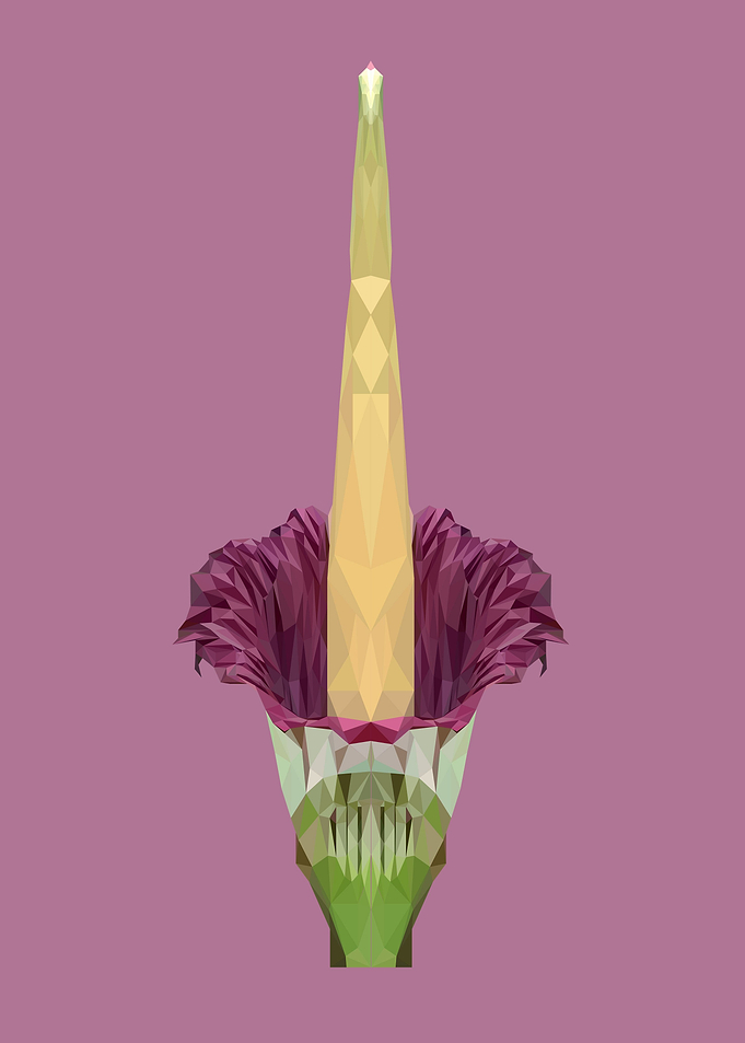 corpse flower