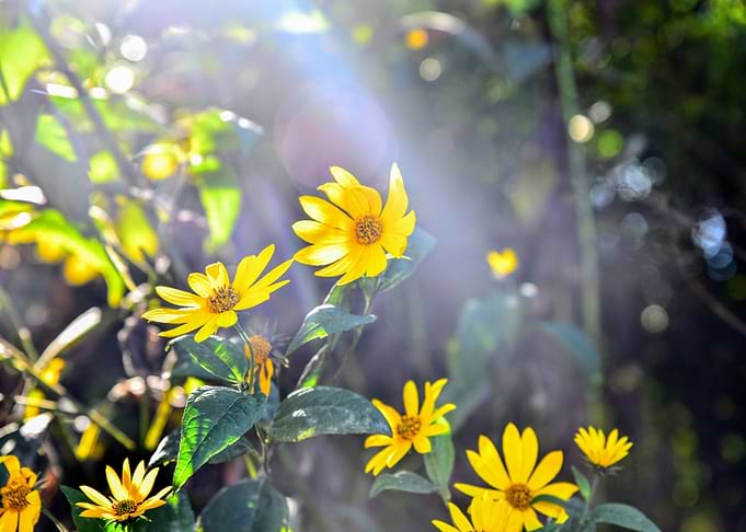 Yellow flowers