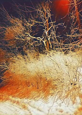winter bushes
