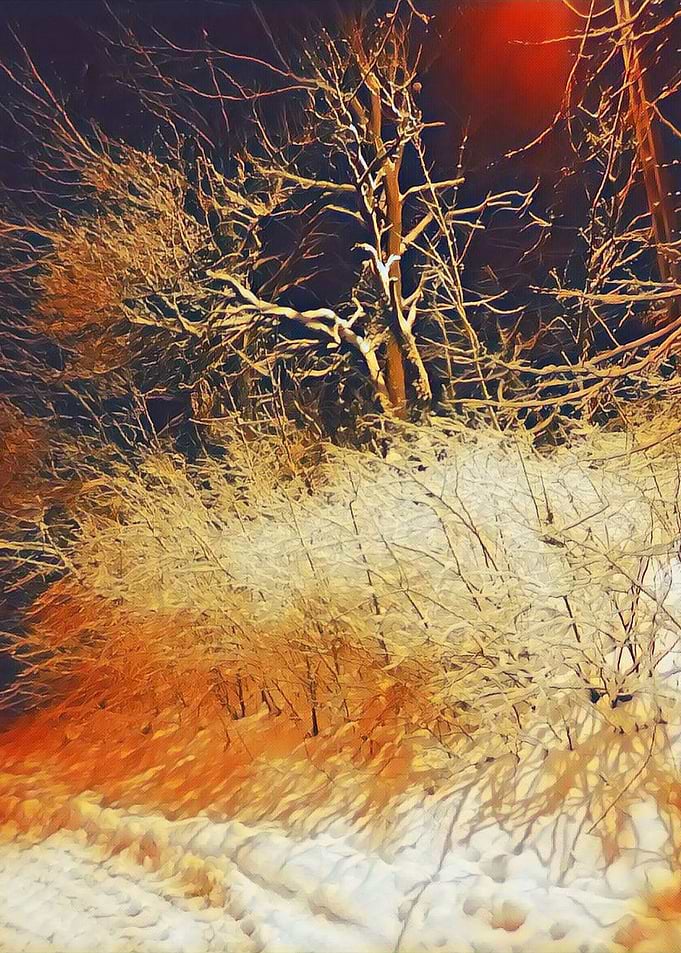 winter bushes