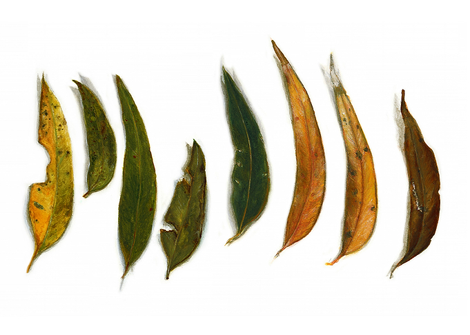 Willinga Park