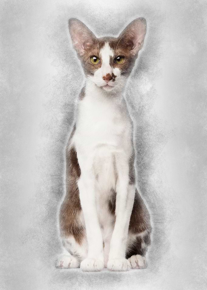 Oriental Shorthair sitting