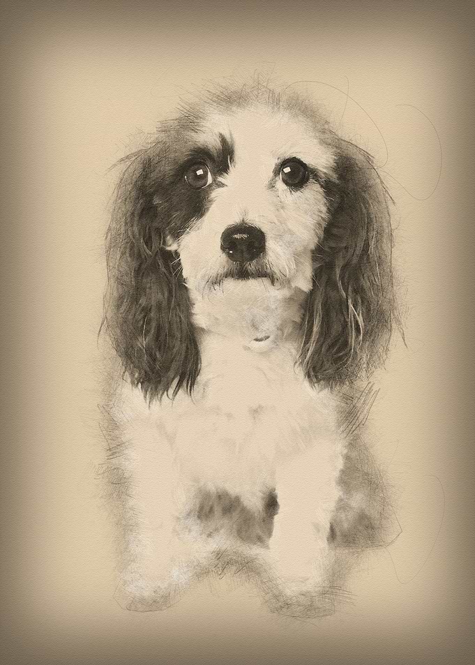 Harvanese Bichon 4 years o