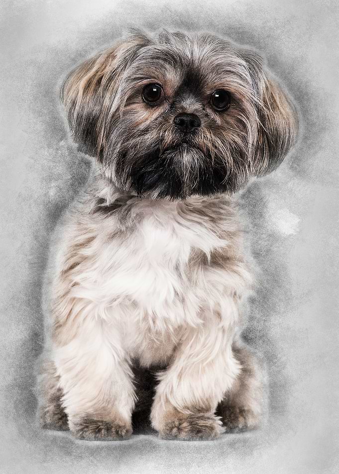 Mixedbreed dog 10 months