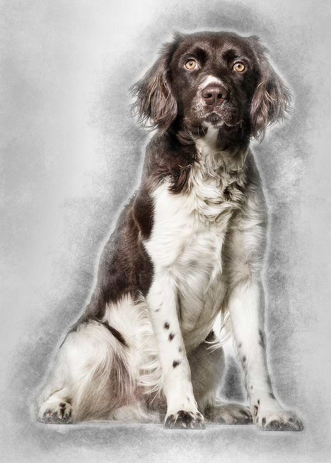 Munsterlander dog 1 year