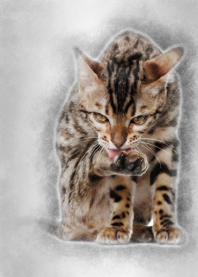Bengal kitten 4 months old
