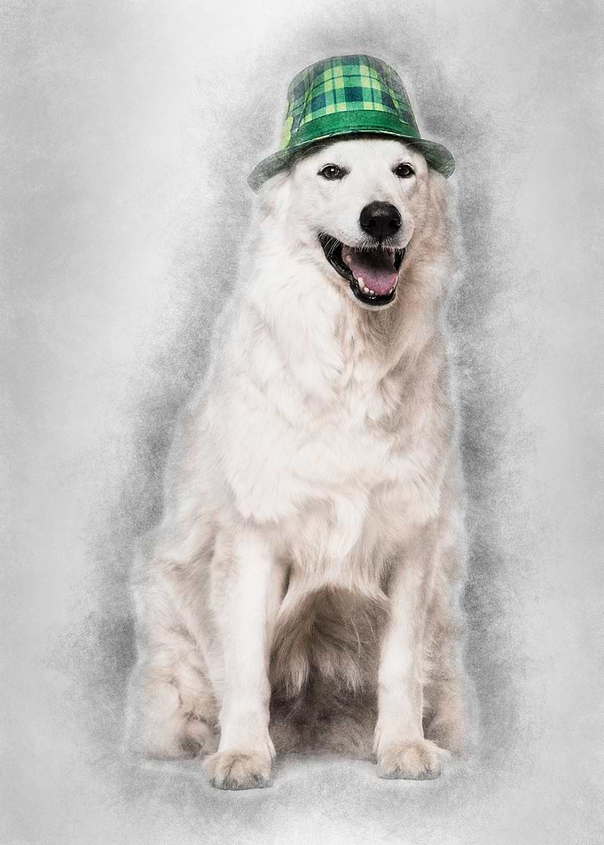 Swiss White Shepherd dog