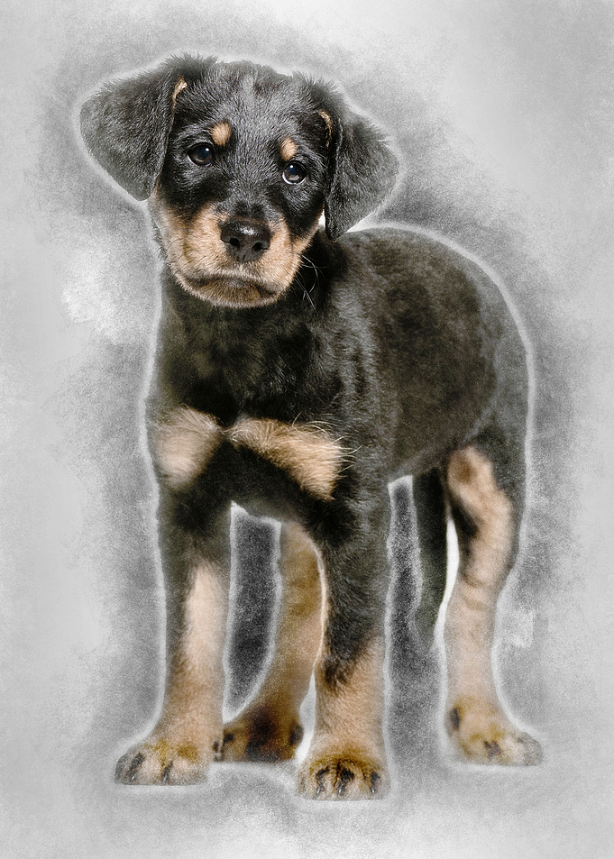 Mixedbreed dog 2 months o