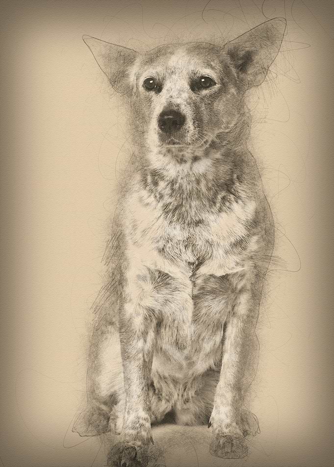 Australian Cattle Dog 2 Ye