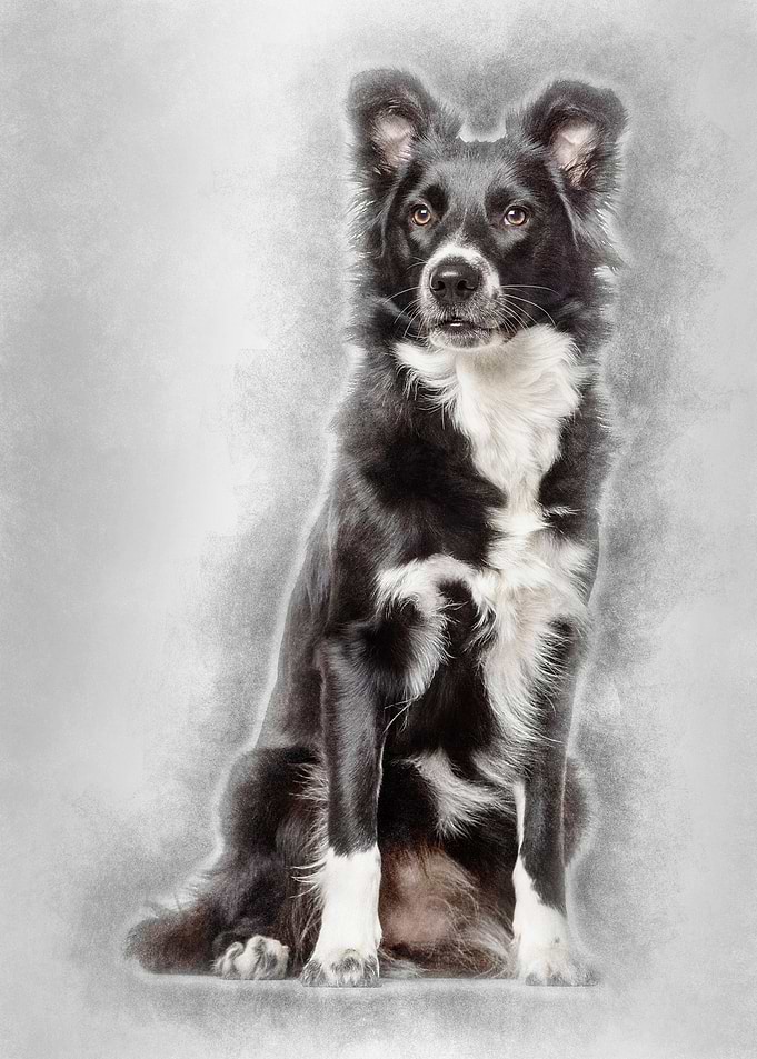 Border Collie dog 1 year o