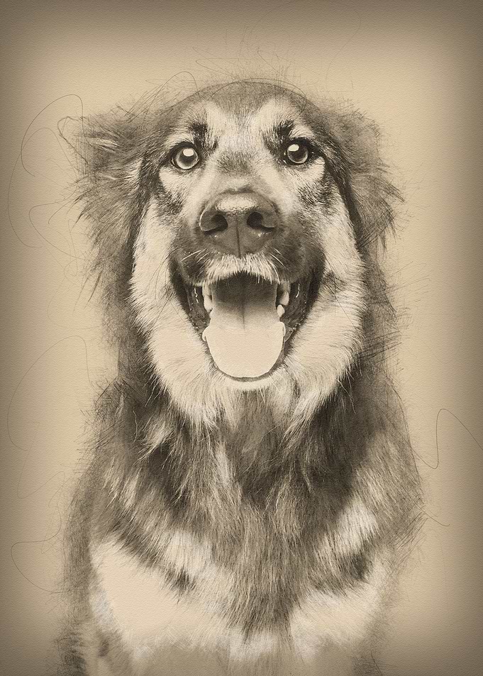 beautiful dog isolated on
