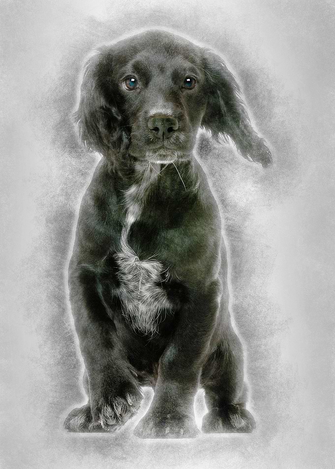 Working Cocker Spaniel aga