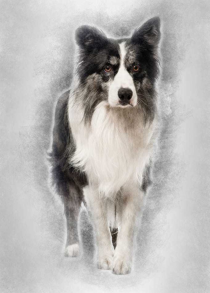 Border Collie 85 years old