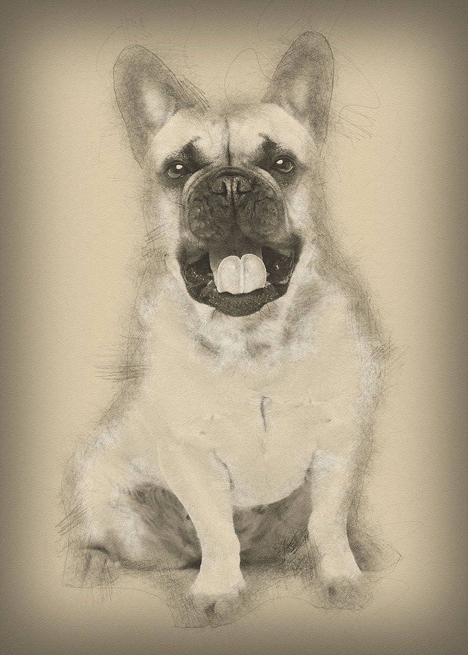 Beautiful french bulldog d