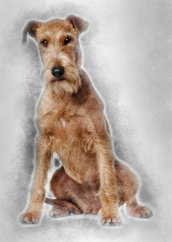 Irish Terrier 2 years old