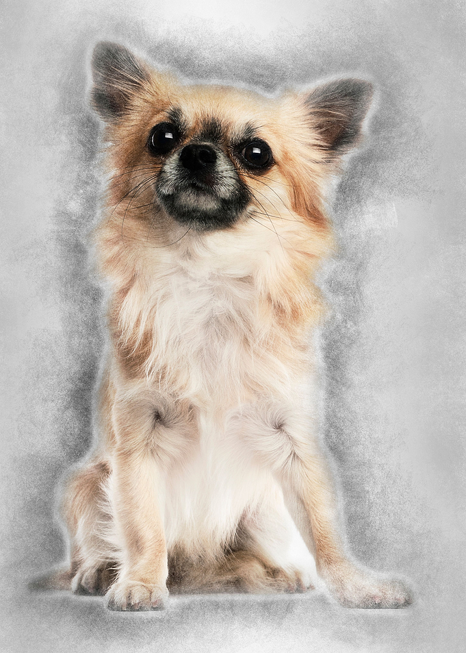 Chihuahua 15 years old sit