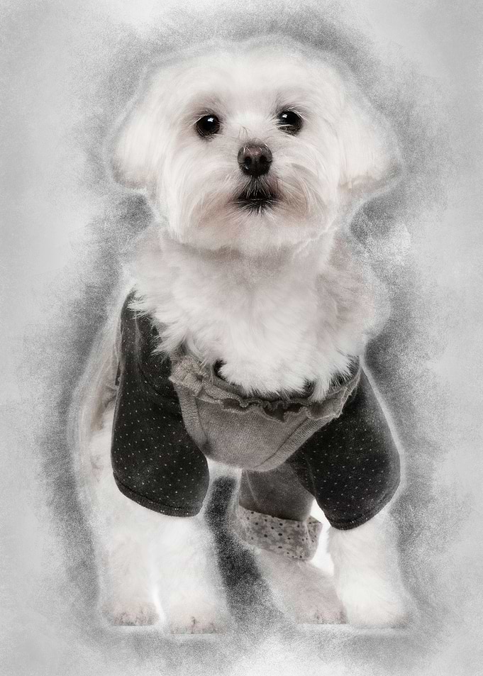 Maltese dressed up 3 years