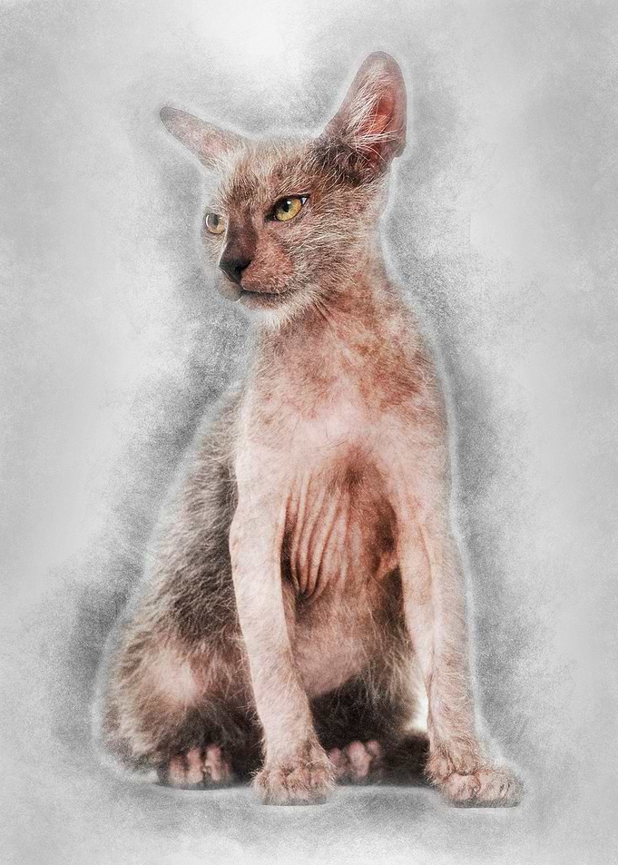 Kitten Lykoi cat 3 months