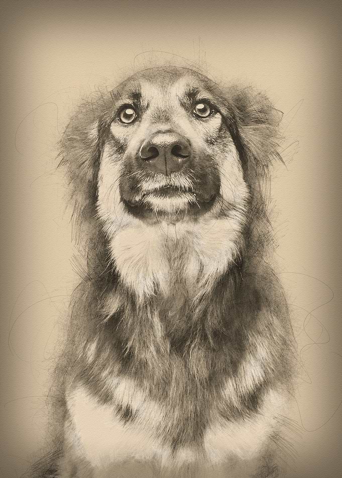 beautiful dog isolated on