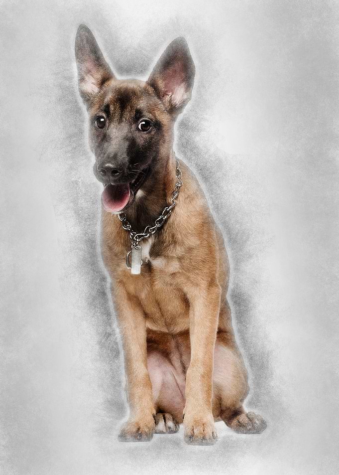 Portrait of Belgian shephe