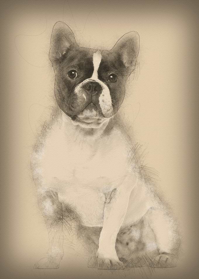 French Bulldog 18 months o