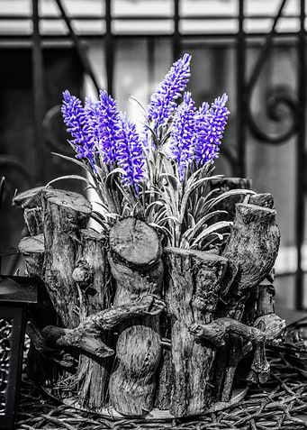 Purple flowers