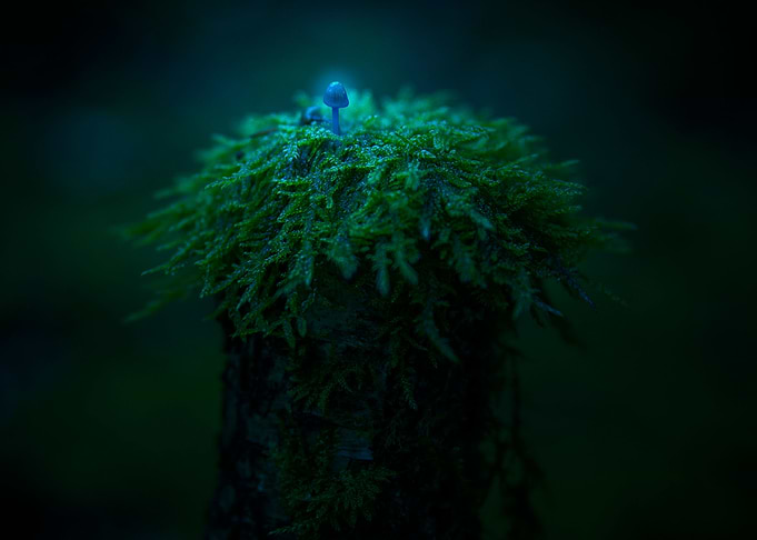 Glowing Lil Shroom