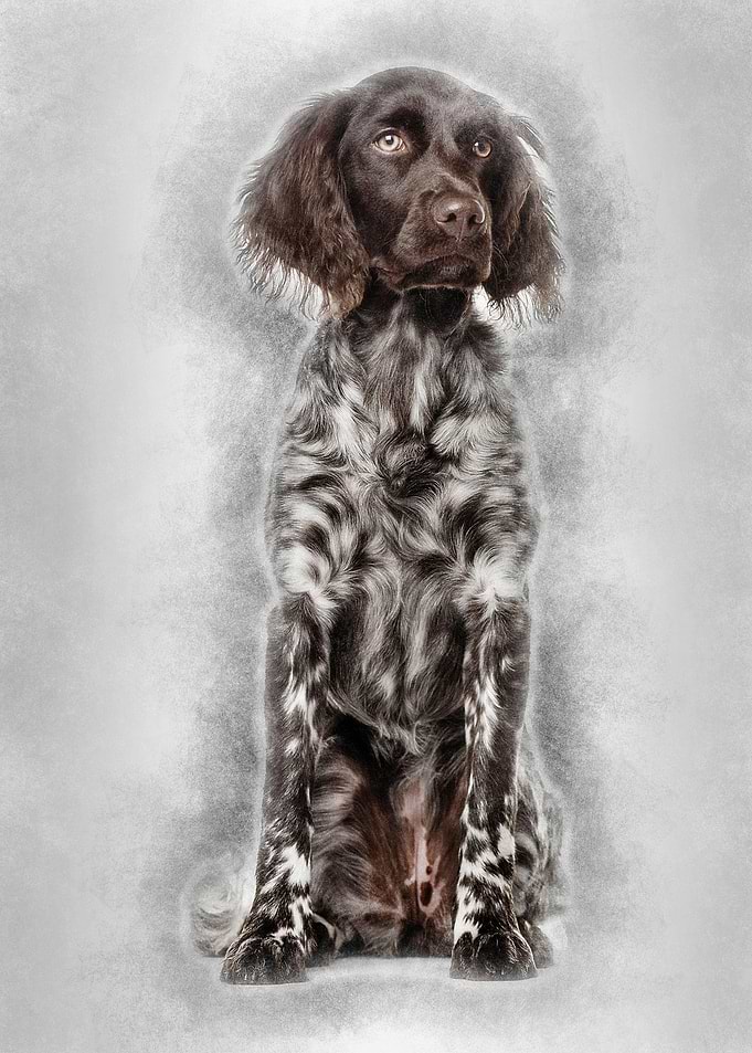 Munsterlander dog 9 month