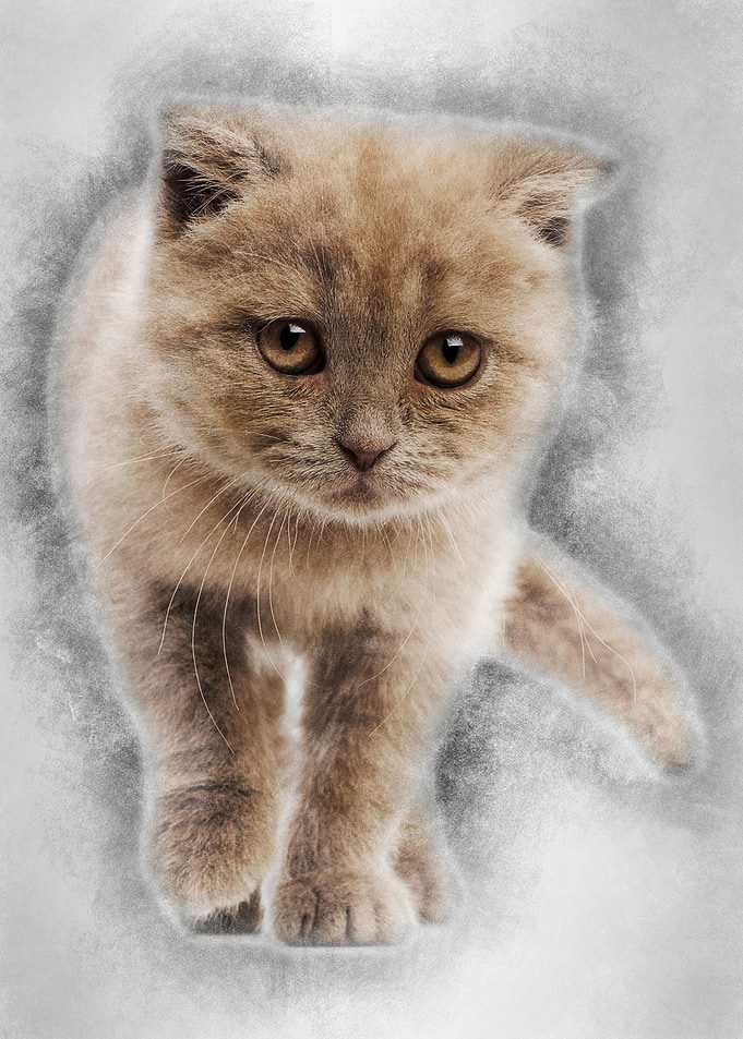 Portrait of Scottish Fold