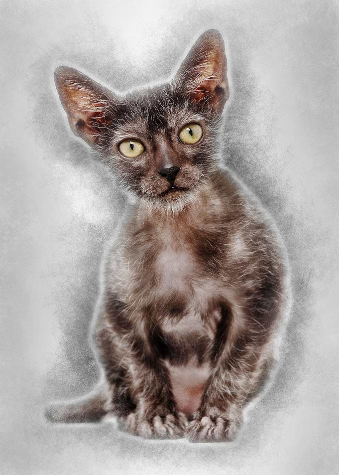 Kitten Lykoi cat 3 months