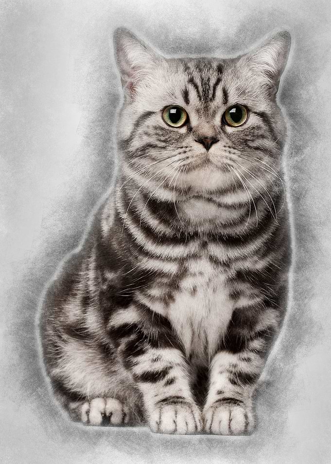 Brazilian Shorthair cat 1