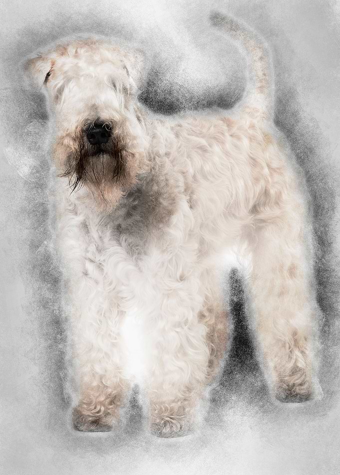 SoftCoated Wheaten Terrier